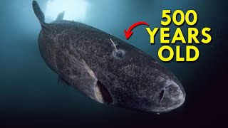 Meet The Greenland Shark HD [upl. by Arodasi]