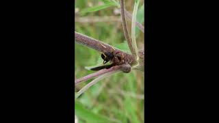 Polistes Carolina The Red Wasp [upl. by Trescha]