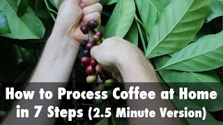 How to Process Coffee at Home in 7 Steps 25 Minute Version [upl. by Saddler]