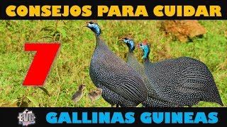 7 Consejos Importantes para Cuidar Gallinas Guineas o Coquenas [upl. by Cristoforo731]