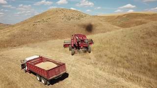 Wheat Harvest 2019 Part 1 [upl. by Sinaj589]