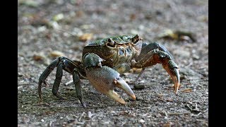 I granchi  The crabs  Les crabes [upl. by Rothberg]