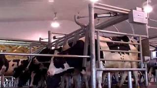 DeLaval Cascade™ Parallel Parlour  DeLaval [upl. by Oliva672]