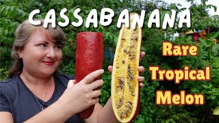 Cassabanana aka FRAGRANT MELON  Harvesting amp Tasting [upl. by Frasier]