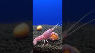 Pink crayfish eating carrotcrayfishcrawfishpinkpinkcrayfish crayfishfarming crayfishfeeding [upl. by Geminius723]