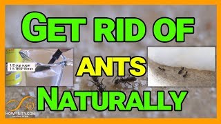 How to Get Rid of Ants Naturally With Borax [upl. by Eignav413]