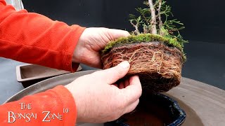 A New Pot for My Thuja The Bonsai Zone March 2023 [upl. by Ahrens]