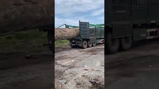 Transporte y Corte de Madera para Crear una Mesa Gigante en el Mayor Taller de Carpintería [upl. by Dryden]