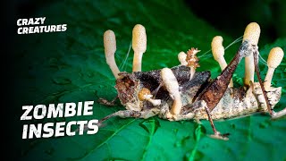 This Zombie Fungus Mind Controls Insects [upl. by Illil]