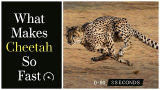 What Makes Cheetah Run So Fast  Cheetah Speed Explained [upl. by Ulysses]