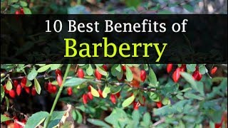 Barberry Benefits and Side Effects  Weight Loss Skin [upl. by Manuela593]