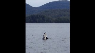 Alaska Killer Whales Orcas Talking amp Communicating [upl. by Constantine]