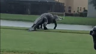 Massive Alligator on Florida Golf Course Looks Like Godzilla [upl. by Esylla]