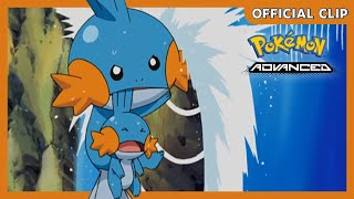 Baby Mudkip  Pokémon Advanced  Official Clip [upl. by Nunci234]