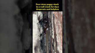 Poor stray puppy stuck in a wall crack for several days was murdered by the local😢 [upl. by Derick685]