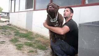 american bandog mastiff 65 months quotVANDAquot [upl. by Aroon]