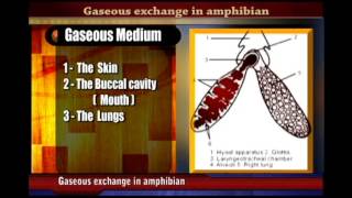 GASEOUS exchange in AMPHIBIANS [upl. by Hummel]