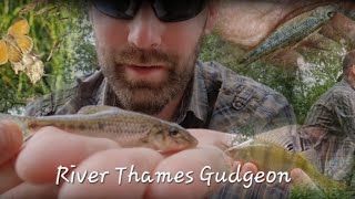 Forgotten Species  Gudgeon Fishing River Thames Abingdon Oxfordshire [upl. by Lesley179]