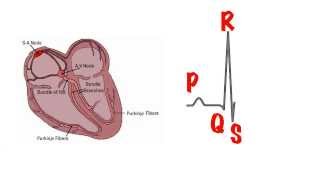 The basics of the ECG in 5 min [upl. by Cerf558]