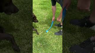 Review of ChuckIt Classic 26M Dog Ball Launcher The Best Way to Play Fetch with Your Dog [upl. by Antonio]