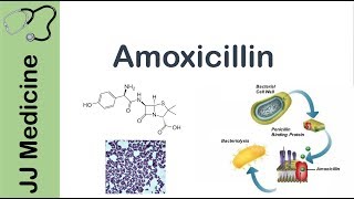 Amoxicillin  Bacterial Targets Mechanism of Action Adverse Effects  Antibiotic Lesson [upl. by Emmie]