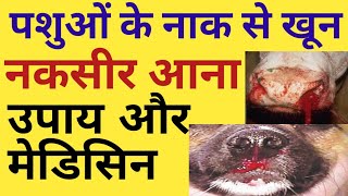 पशुओं में नाक से खून बहनानकसीर तुरंत रोकने के घरेलू उपायanimal nose bleedingगाय के नाक से खून आना [upl. by Shaeffer]