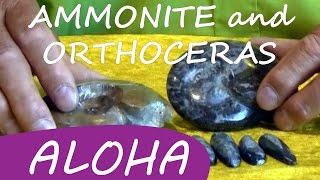 AMMONITE ORTHOCERAS • Robs Stone Healing [upl. by Neehcas232]