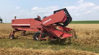 Swathing Organic Oats Heston 6450 Swather with Draper head [upl. by Naenej]