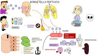 Bordetella Pertusis  TOS FERINA [upl. by Einatsed]