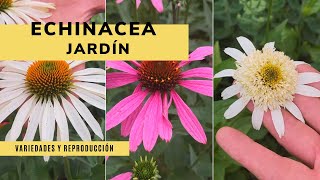 Echinacea variedades y reproducción 🌻🌼 ¡Perfecta para el jardín  Jardinatis [upl. by Roper]