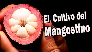 MANGOSTINO GENERALIDADES DEL CULTIVO  MANGOSTINE CROP [upl. by Llenyr315]