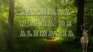 documental SELVA NEGRA DE ALEMANIA [upl. by Ttcos]