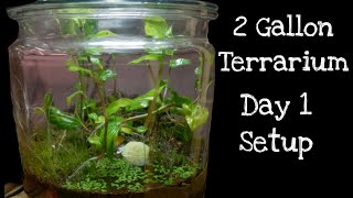 Lets Build a Terrarium with Spiderwort and Millipedes [upl. by Aligna]