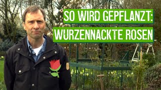 Wurzelnackte Rosen pflanzen  Der Grüne Tipp [upl. by Partan]