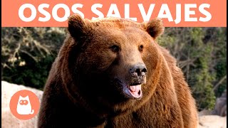 Tipos de Osos SALVAJES 🐻 [upl. by Brick248]