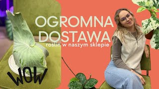 CO ZA ROŚLINY  mnóstwo nowych badylków na półkach sklepu Nowa Dostawa [upl. by Eciram]