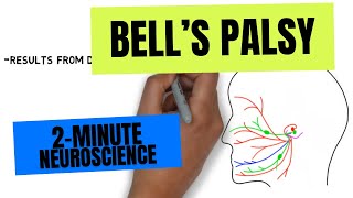 2Minute Neuroscience Bells Palsy [upl. by Duquette]