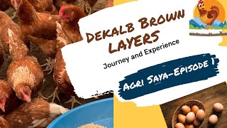 Dekalb Brown Layers  Journey amp Experience [upl. by Raji730]