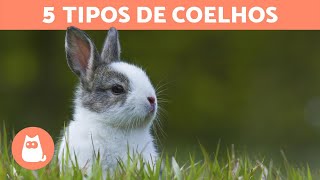 5 TIPOS DE COELHOS e suas características especiais [upl. by Vassell317]