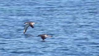 Bullers Shearwater 14 Mar 2019 Hauraki Gulf New Zealand [upl. by Chilson]