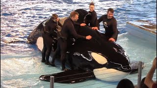 First Orca Encounter Full Show at SeaWorld San Antonio  February 22 2020 [upl. by Keyser816]