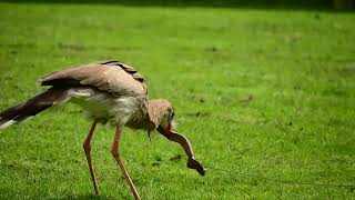 Redlegged Seriema showing snake dispatching skills [upl. by Leuneb]