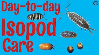 How to Care for Isopods DaytoDay [upl. by Artimed747]