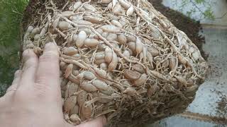 Dividing n repotting my two year old absolutely root bound asparagus fern densiflora sprengeri🌿🌿 [upl. by Linis510]