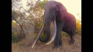 Last of the Big Tuskers  elephant trailer [upl. by Bil]