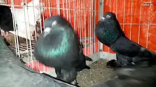 6 pieces pomerian pouter pigeon price in Bangladesh  Black pomerian pouter  Red pomerian pouter [upl. by Dnomaid62]