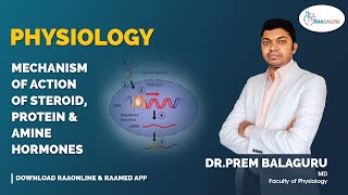 Physiology  Mechanism of action of steroid protein and amine hormones  Raaonline [upl. by Slaby691]