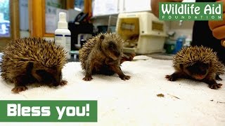 Cute baby hedgehogs sneezing [upl. by Andersen]