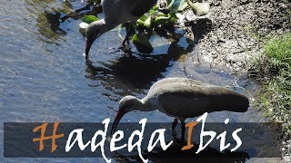 Hadeda Ibis Bostrychia hagedash Bird Call  Stories Of The Kruger [upl. by At884]