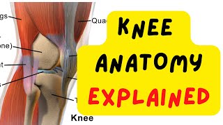 KNEE ANATOMY MADE EASY  BONES CARTILAGE TENDONS AND LIGAMENTS [upl. by Eruza]